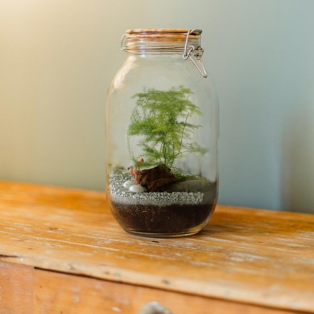 Terrarium à assembler soi-même avec graines d'asparagus à semer