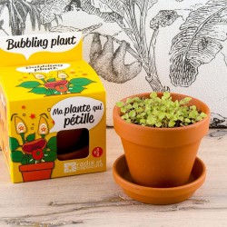 Plant to sow gardening for...