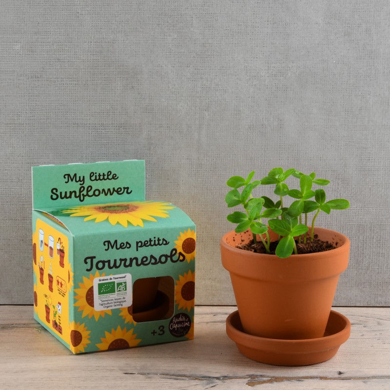 Tournesol à faire pousser Kit plantation 8 cm