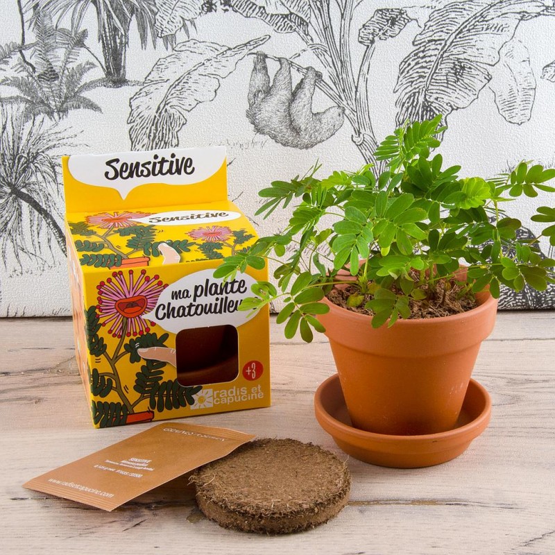 Mimosa seeds sensitive to grow Kit planting 8 cm