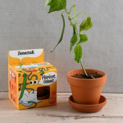 Haricot semillas gigante para cultivar Kit plantación 8 cm