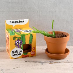 Frutas semillas del dragón para cultivar Kit plantación 8 cm