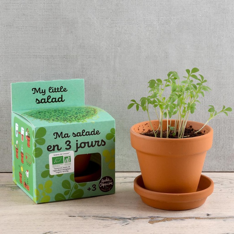 Cressonnette to grow Kit plantation 8 cm