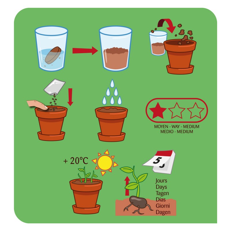 Cressonnette to grow Kit plantation 8 cm