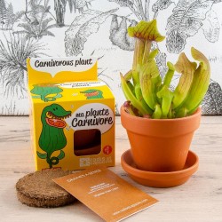 Semi vegetali carnivori per coltivare Kit piantagione 8 cm