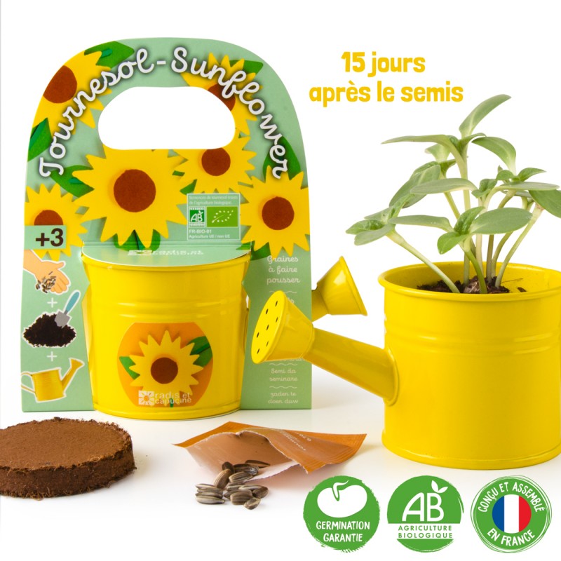 Mini Arrosoir jaune avec graines de Tournesol à semer