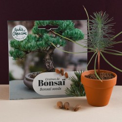 Semi di Bonsai Pinus Pinea ha seminato in vaso