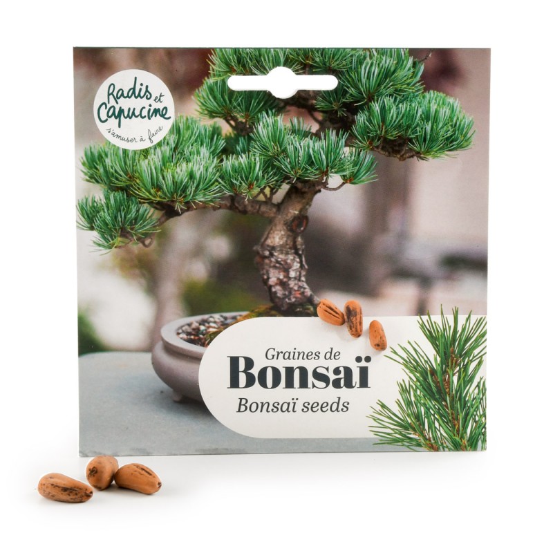 Bonsaisamen Pinus Pinea hat in Topf gesät