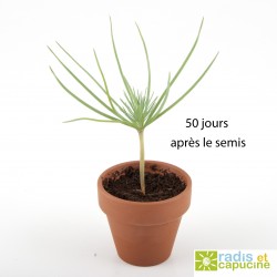 Bonsai seeds Pinus Pinea has sowed in pot
