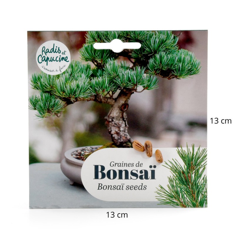 Bonsaisamen Pinus Pinea hat in Topf gesät