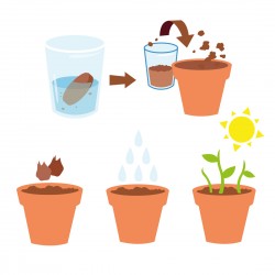 Planting Kit message "Good luck" - Trèfle 4 leaves brings happiness to grow