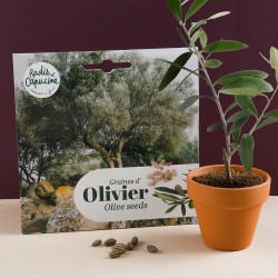 Exotics: Olive seeds of Greece