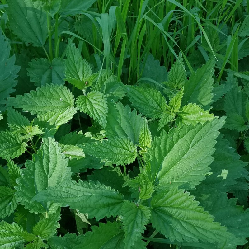 Graines d'ortie comestible à semer