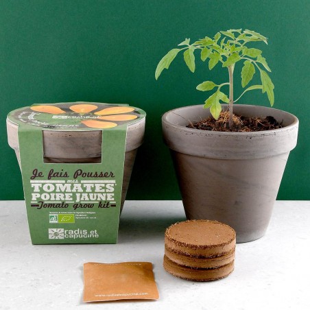 Pot Terracotta Basalte 13cm Tomate de pera orgánico amarillo