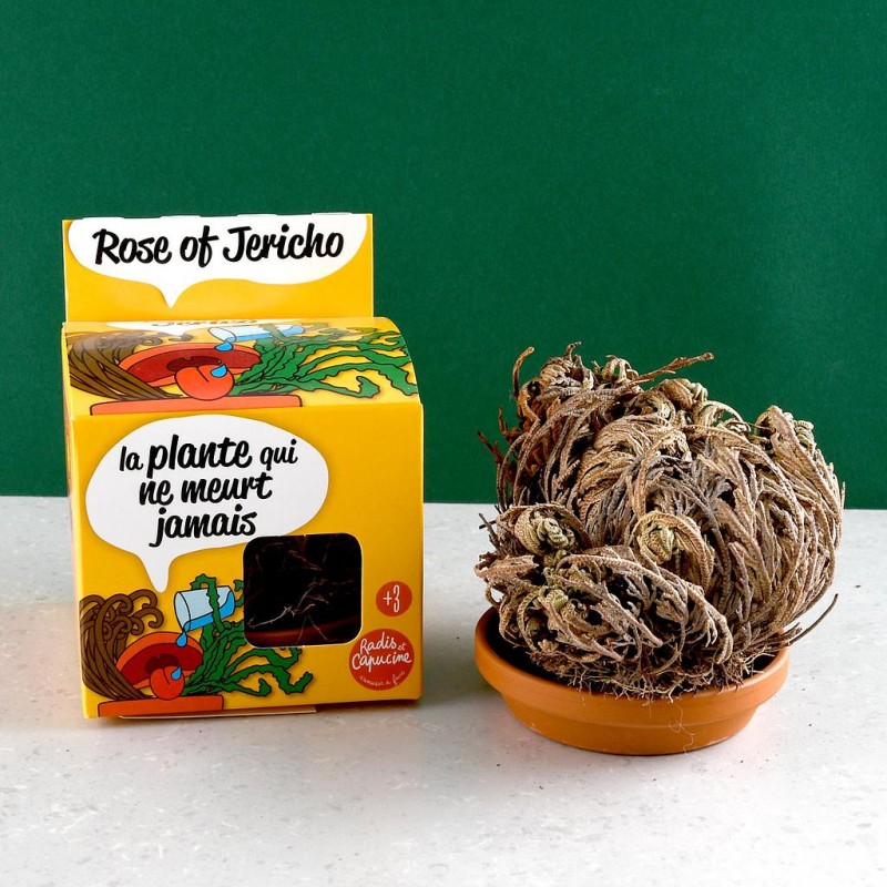 Rose of Jericho plant eternal gardening child 8 cm