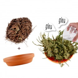 Rose of Jericho plant eternal gardening child 8 cm