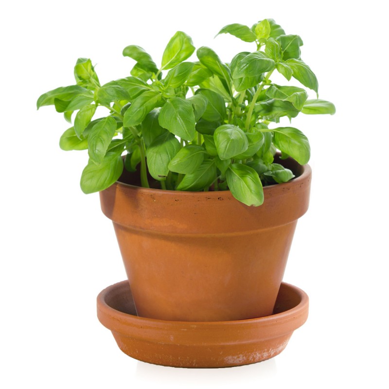 Mon petit basilic bio à semer Kit jardinage enfant 8 cm