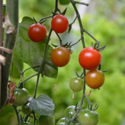 Mes petites tomates à semer jardinage enfant 8 cm