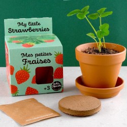 Semi di fragola per crescere Kit piantagione 8 cm