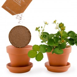 Strawberry seeds to grow Kit plantation 8 cm