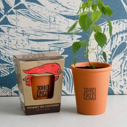 Kit de plantation message "Soirée épicée" - Piment à semer