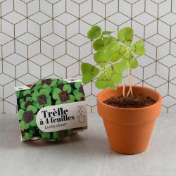 4-leaf clover brings happiness to grow in pot