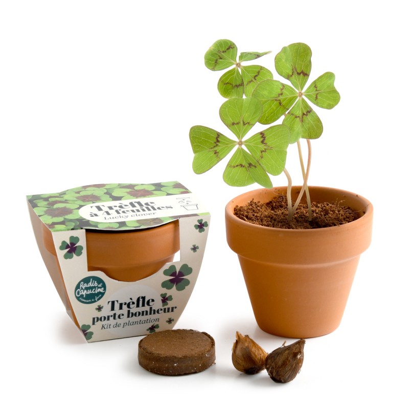 4-leaf clover brings happiness to grow in pot