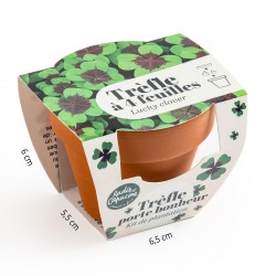 4-leaf clover brings happiness to grow in pot