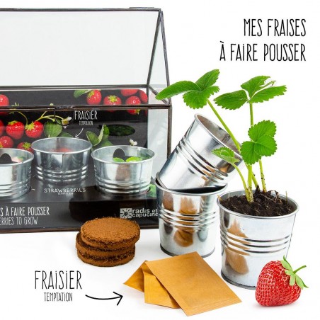 Serre châssis noir -3 pots zinc - Fraisier