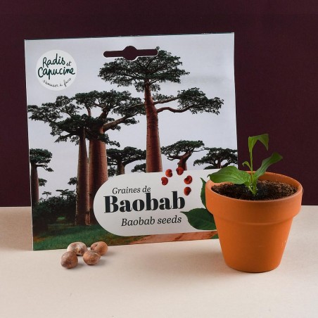 Graines de Baobab du Sénégal à semer en pot