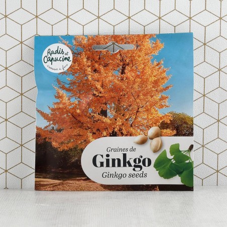 Graines de Ginkgo Biloba à semer en pot