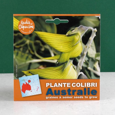 Graines de plante colibri à semer en pot