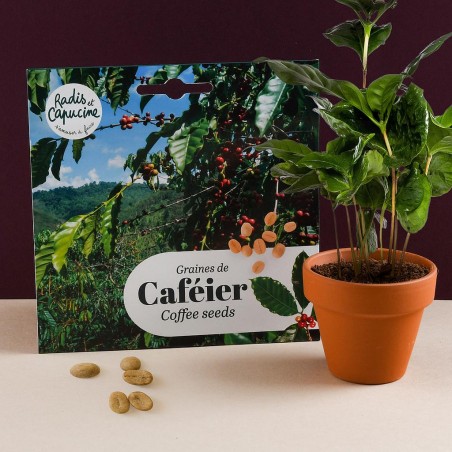 Graines de Caféier à semer en pot