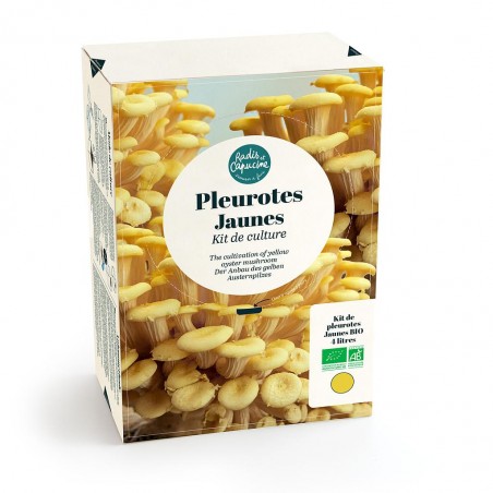 Pleurotes jaunes 4L Bio