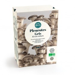 Pleurotes gris BIO