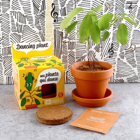 Graines de plante qui danse à faire pousser Kit plantation 8 cm