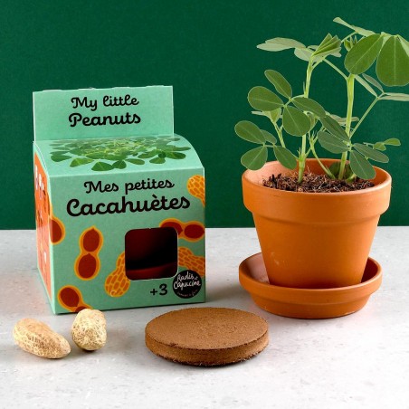 Graines de Cacahuètes à faire pousser Kit plantation 8 cm