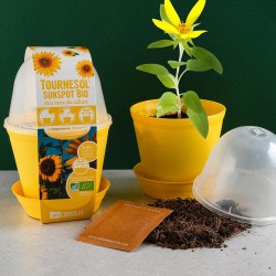 Pot culture bell Tournesol