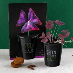 Black pot 6 cm - Purple clover