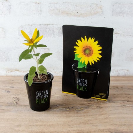 Kit de culture pot black 6 cm - Tournesol