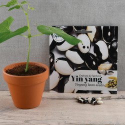 Bean Seeds Yin Yang to sow