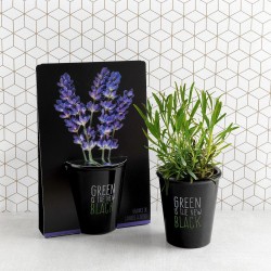 Black pot growing kit 6 cm...