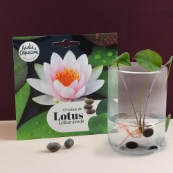 Graines de Lotus nymphéa à...