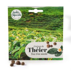 Graines de Théier de Chine à semer en pot