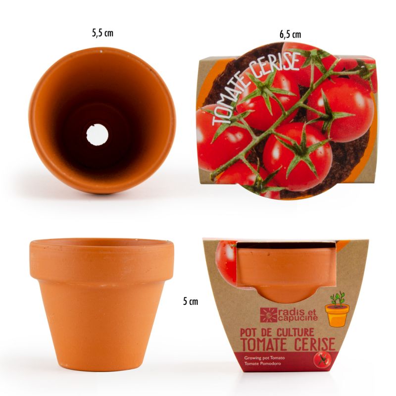 Graines de Tomate Cerise bio à semer en pot terre cuite