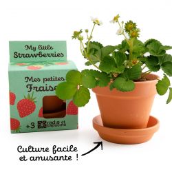 Graines de Fraisier à faire pousser Kit plantation 8 cm