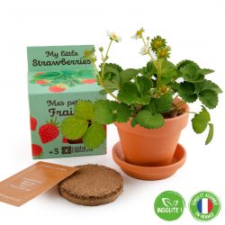 Graines de Fraisier à faire pousser Kit plantation 8 cm