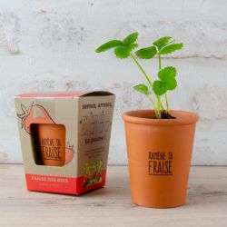 Kit de plantation message "Ramène ta fraise" - Fraisier à semer