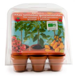 Serre Jardinage enfant - tomates bio à faire pousser