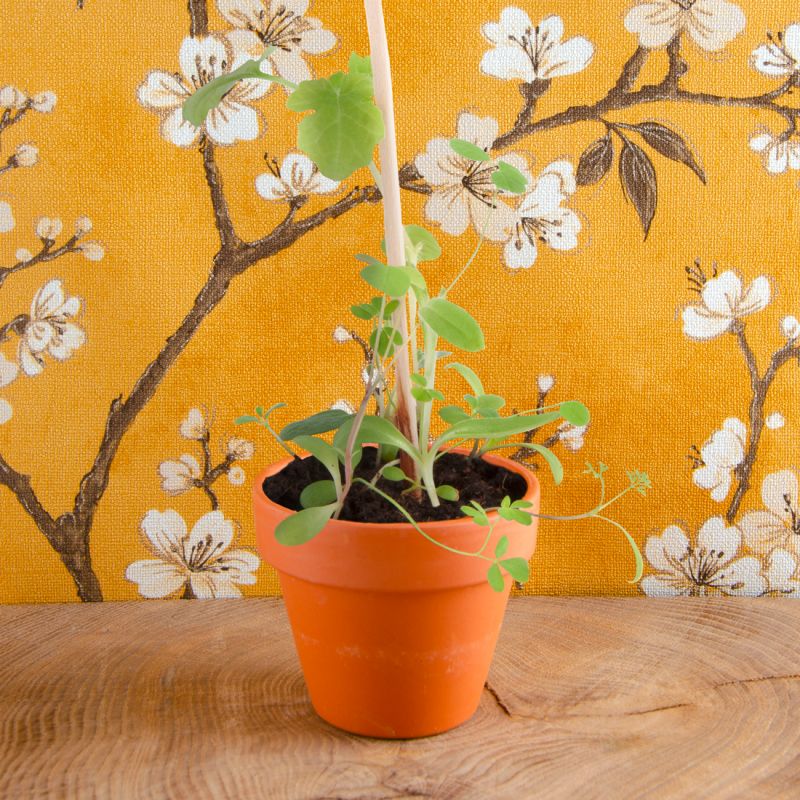 Fleurs des Abeilles à semer - Carte avec pot